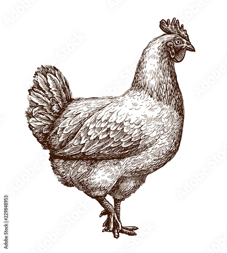 Obraz na plátně Chicken, hen sketch