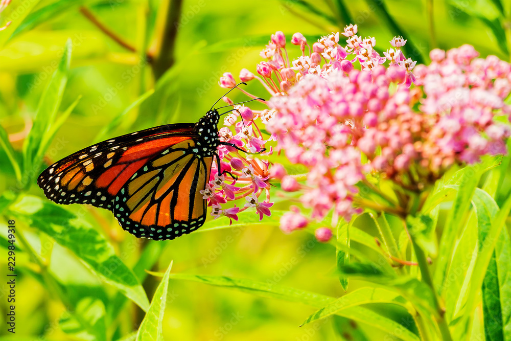 Naklejka premium Big beautiful butterfly drinks nectar from spring flowers
