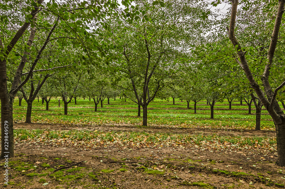 Naklejka premium Very Green Trees