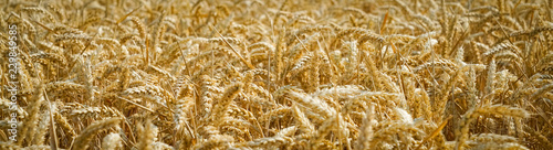 Getreidefeld mit reifen Weizen  hren  Nahaufnahme - Banner