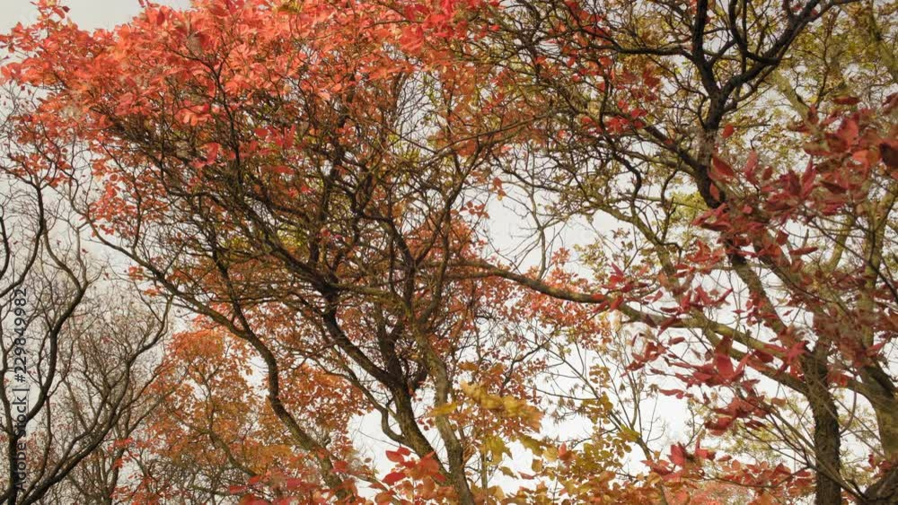 Movement Autumn Foliage on the Trees in the Forest Movement Autumn Foliage on the Trees in the Forest