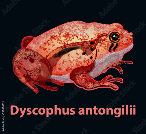 Isolated on dark background tomato realistic frog for exotic pet shop dashboard design. Little cute bright red skiamphibian for terrarium. Latin name. Forest animal illustration.