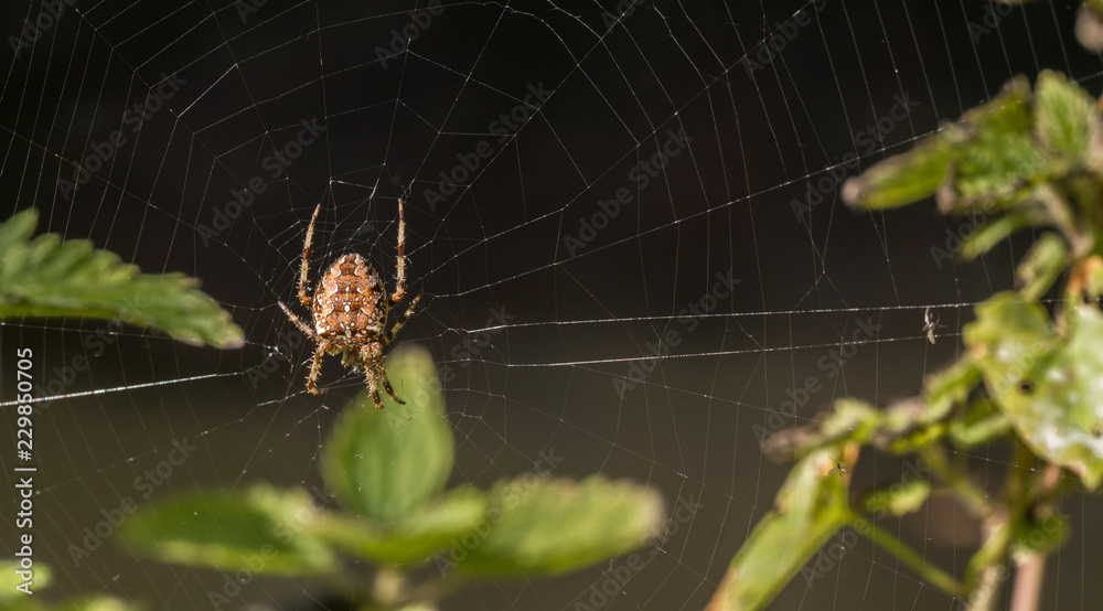 Garden Cross Spider (Araneus didematus) Garden Cross Spider (Araneus didematus)