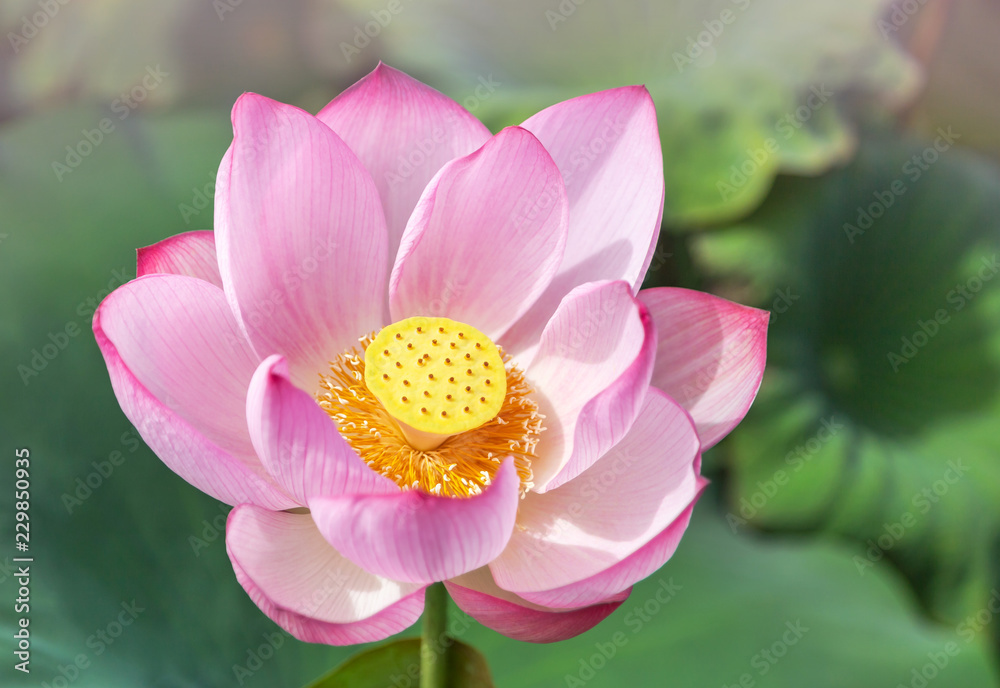 Close up pink Sacred lotus flower ( Nelumbo nucifera ) with green leaves blooming in lake on sunny day
Close up pink Sacred lotus flower ( Nelumbo nucifera ) with green leaves blooming in lake on sunny day