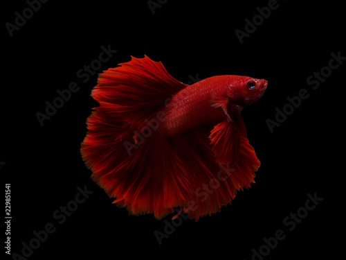 isolate of siam betta siam fighting fish on black background with cut path