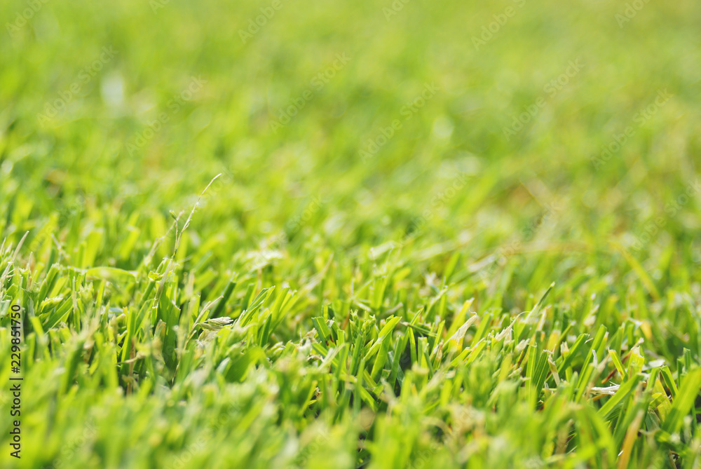 Fototapeta premium 芝 素材