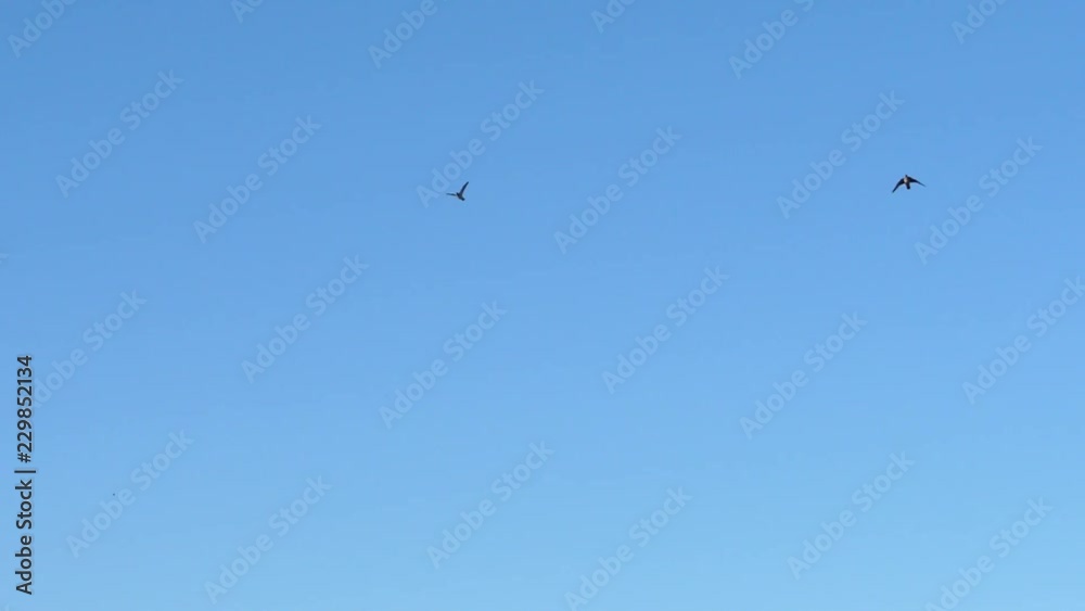 Pigeons flying trough the frame in slow motion distant Pigeons flying trough the frame in slow motion distant
