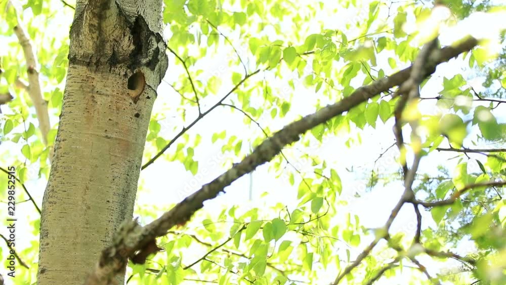 A hairy woodpecker flies away from a tree hole where its chicks are resting. A hairy woodpecker flies away from a tree hole where its chicks are resting.