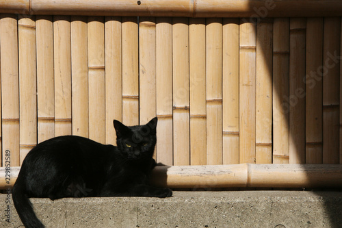 黒猫
