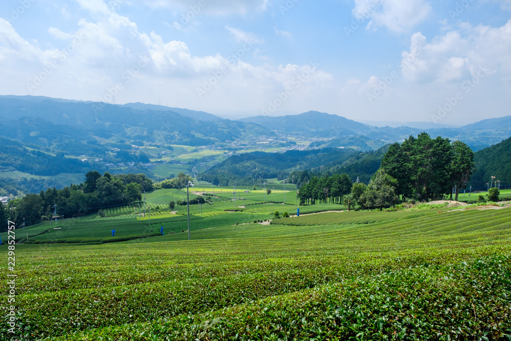 和束町原山地区の茶畑