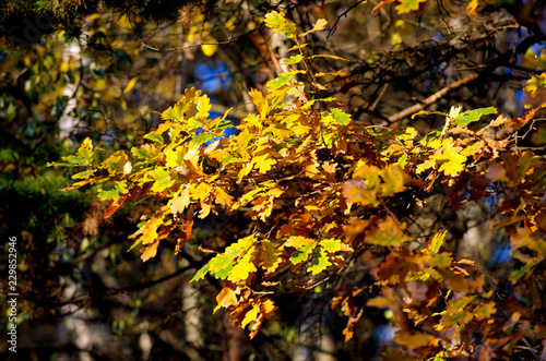 Sunlit oak branch with bright yellow leaves in autumn forest natural background  