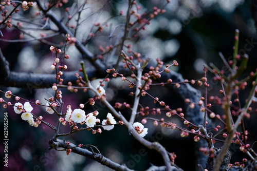 梅の花