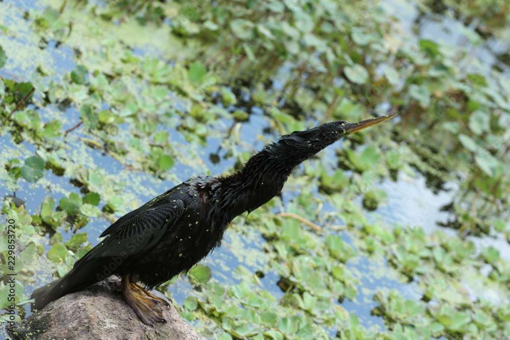 Fototapeta premium Stretching Bird / Anhinga 