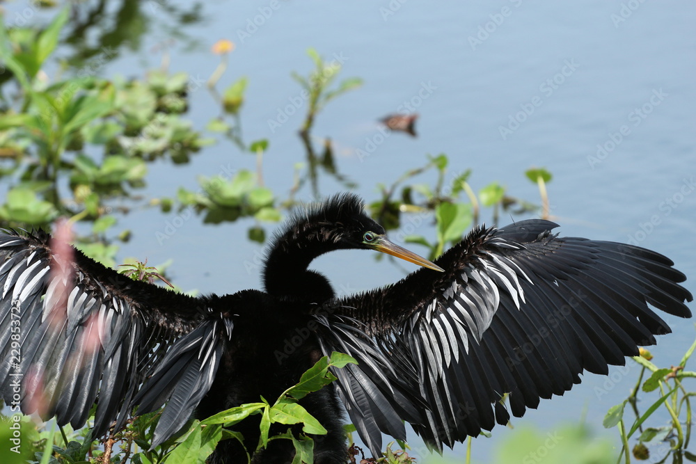 Naklejka premium Anhinga Basking in the sun / swamp bird with its wings out