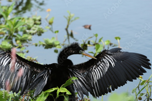 Anhinga Basking in the sun / swamp bird with its wings out  © LifeGemz