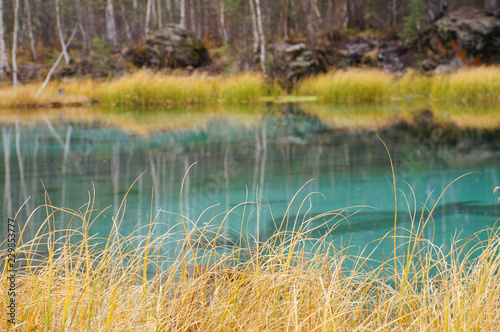 Dry grasses at Geyser Lake in autumn,Russia. photo