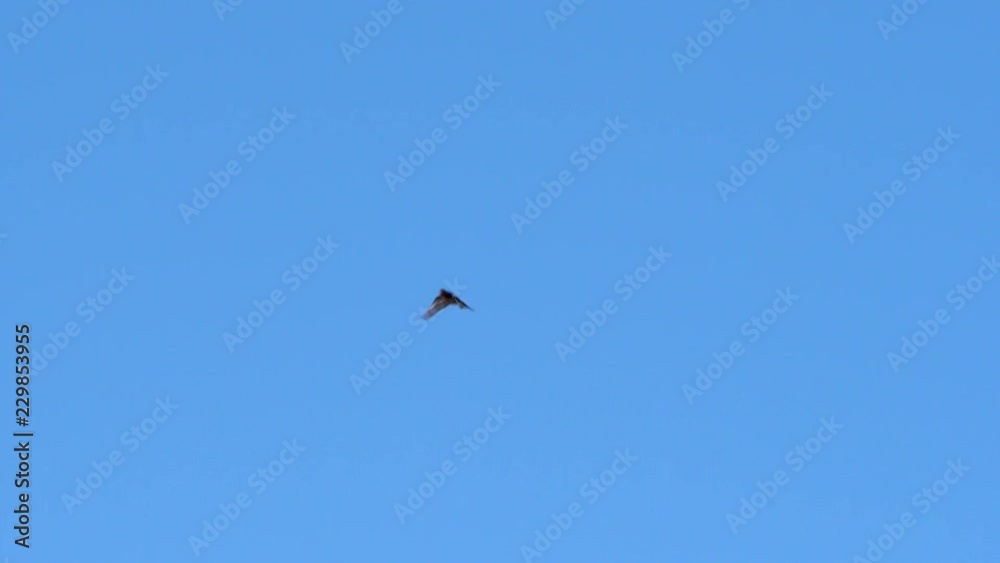 Small bird flying trough the frame in slow motion Small bird flying trough the frame in slow motion