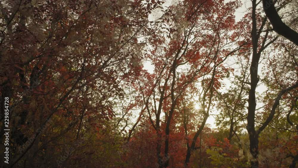 Colorful Autumn Foliage on the Trees in the Forest