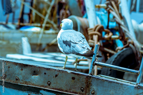 Bird on a boat in harbor in summer 2018 photo