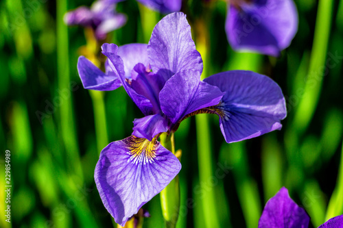 Fototapeta Naklejka Na Ścianę i Meble -  Flower iris