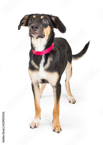 Shepherd Crossbreed Dog Standing Looking Up