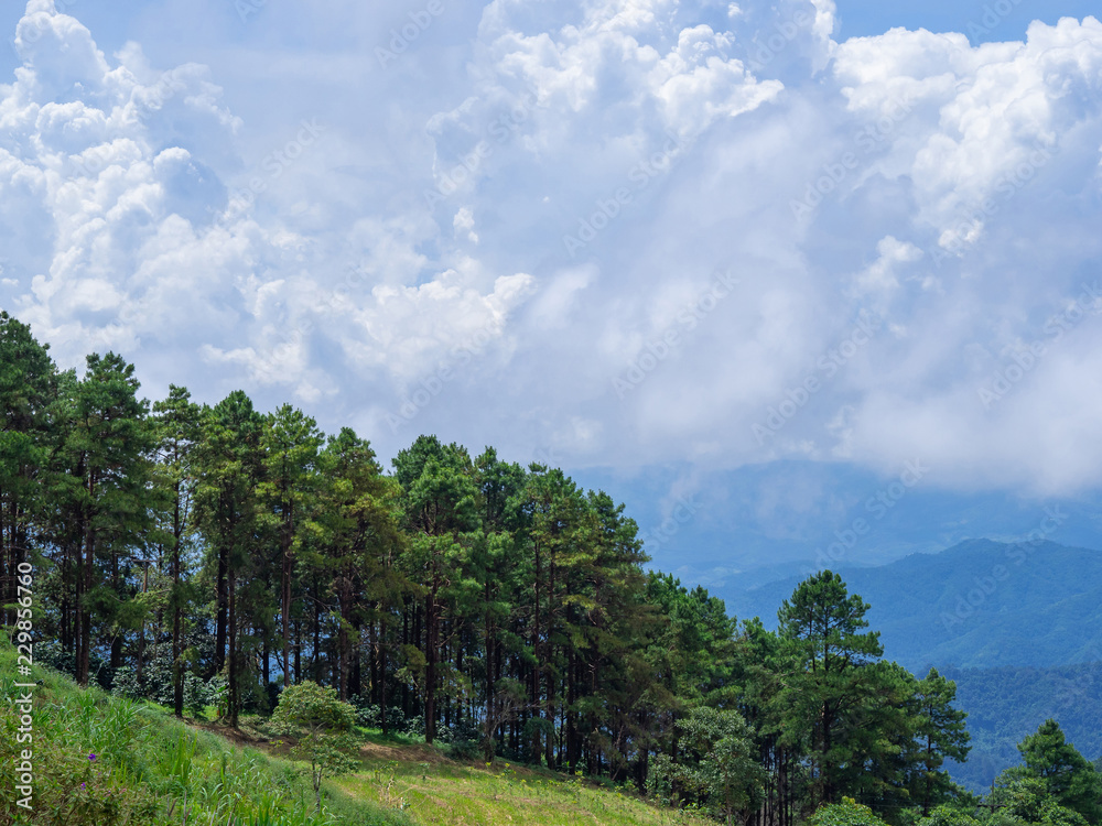 Scenic view landscape of mountains and tree with sky cloudy background. Scenic view landscape of mountains and tree with sky cloudy background.