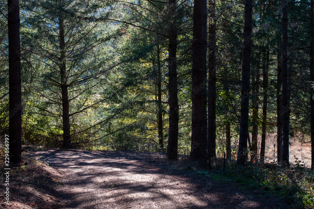 Fototapeta premium Forest road