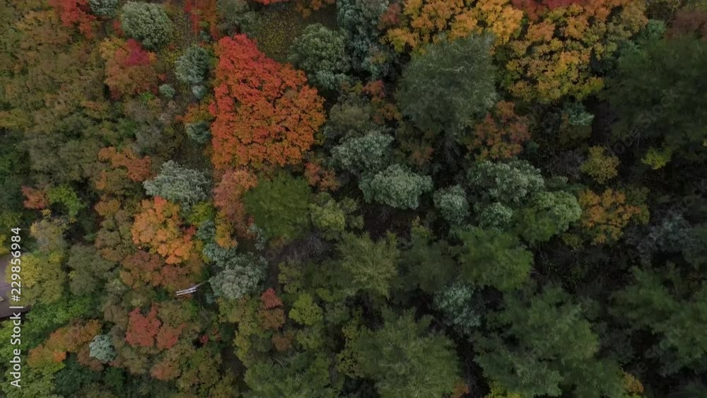 aerial shot moving over green forest transforming into fall colors aerial shot moving over green forest transforming into fall colors