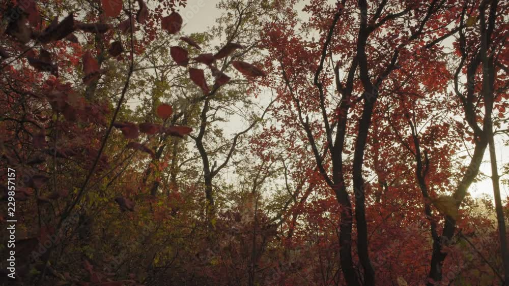 Beautiful Autumn Foliage on the Trees in the Forest at Sunset Day Beautiful Autumn Foliage on the Trees in the Forest at Sunset Day