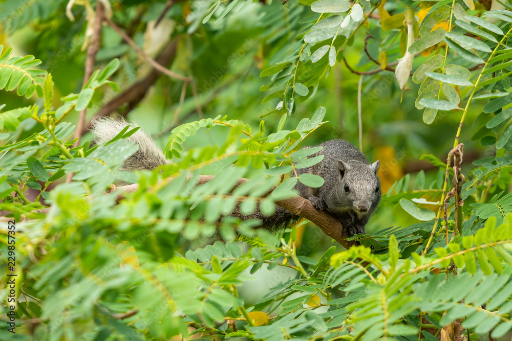 Thai common squirrel on a Vegetable hummingbird tree looking for food Thai common squirrel on a Vegetable hummingbird tree looking for food