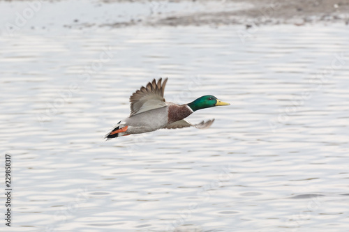 male mallard ducks © Feng Yu