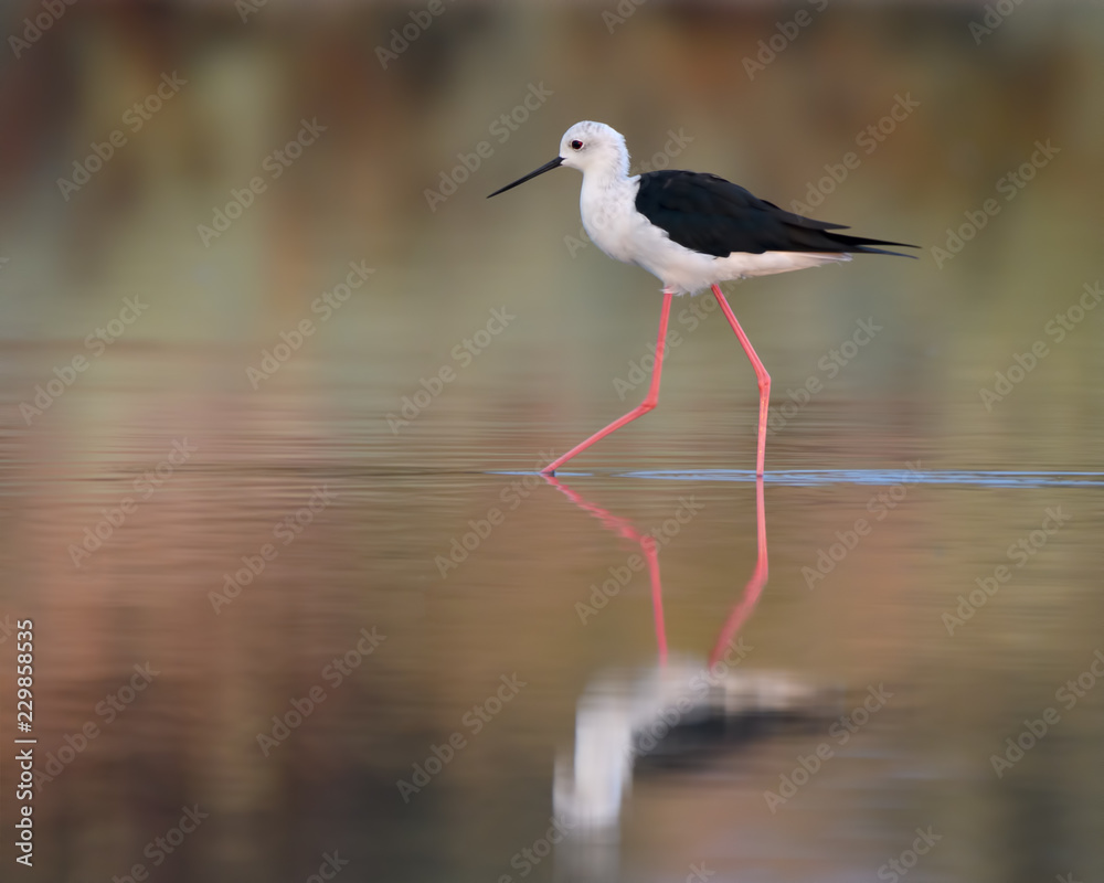 Obraz premium Black-winged Stilt with Reflection Foraging on the Pond in Early Morning