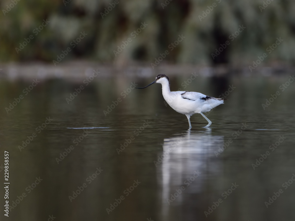 Pied Avocet with Reflection Foraging on the Pond in Early Morning Pied Avocet with Reflection Foraging on the Pond in Early Morning