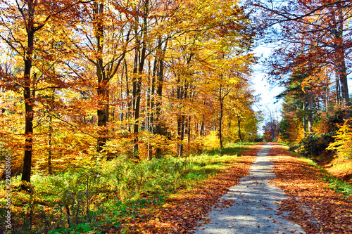 Forest road in autumn time, Beskid Niski, Poland
