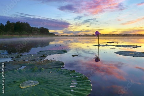 Romantic sunset on the lotus pond. Khabarovsk region, far East, Russia.