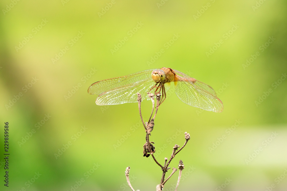 colorful dragonfly beautifully perch on the bamboo twig in the garden colorful dragonfly beautifully perch on the bamboo twig in the garden