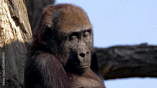 Western lowland gorilla portrait