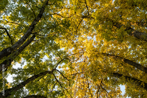 branches with green and yellow leaves cross each other under bright sky
