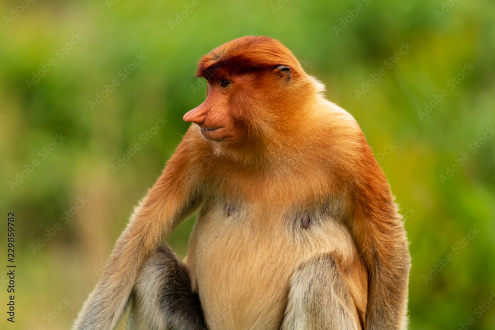 Naklejka premium Portrait of a wild Proboscis Monkey in the rainforest of Borneo