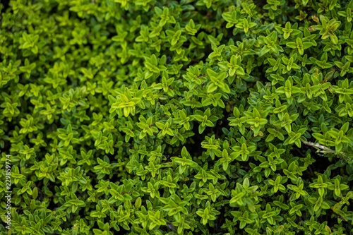 tiny green leaves background