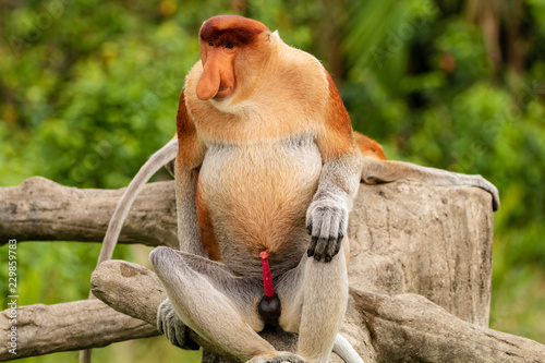 Fototapeta Naklejka Na Ścianę i Meble -  Portrait of a wild Proboscis Monkey in the rainforest of Borneo