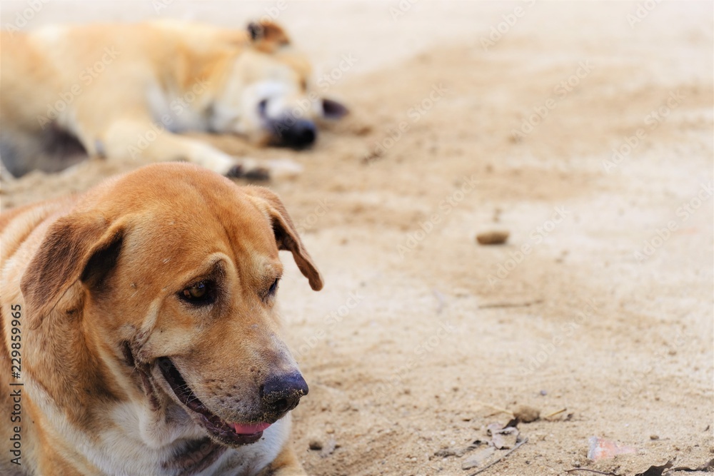 Dog laying on the cool sand