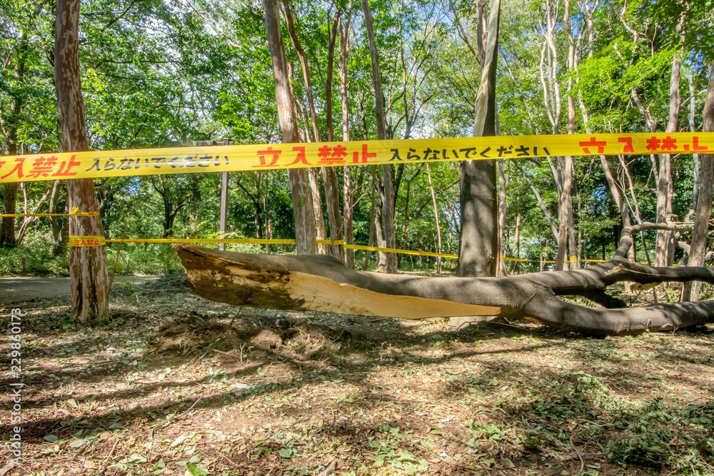 Fototapeta premium 台風被害の倒木