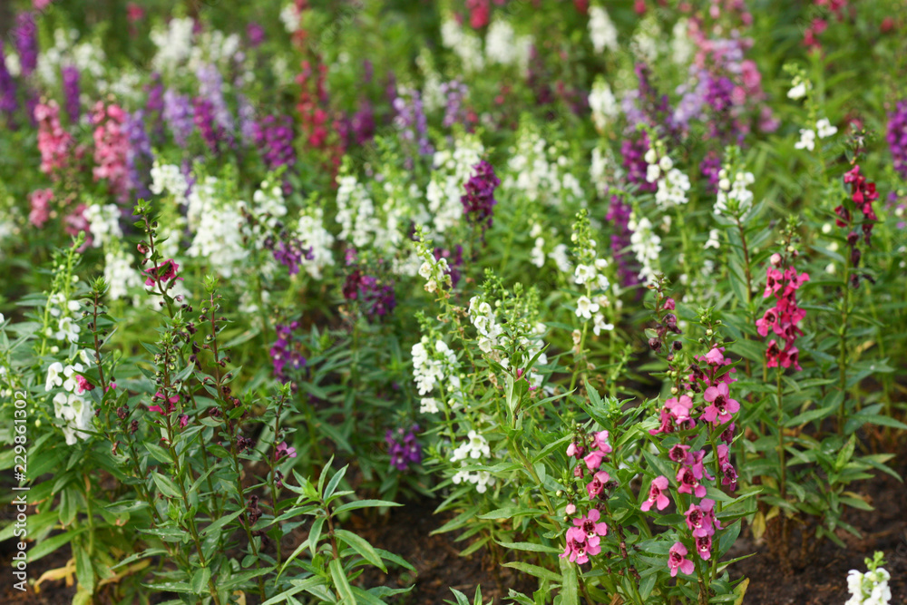 a flower and blur background a flower and blur background