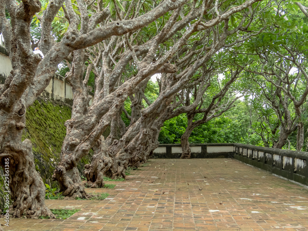 Fototapeta premium alley in the park
