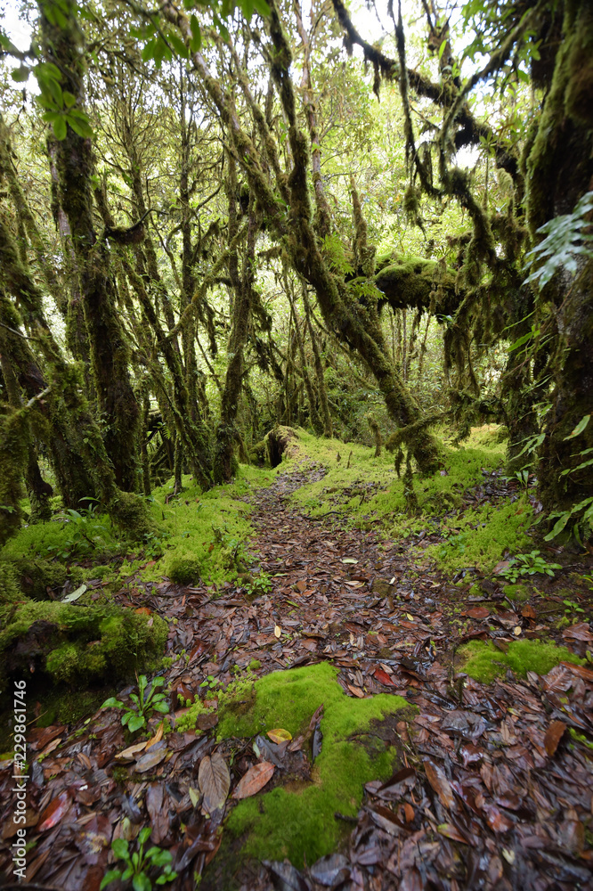 tree trunks and the ground covered with green moss in forest tree trunks and the ground covered with green moss in forest