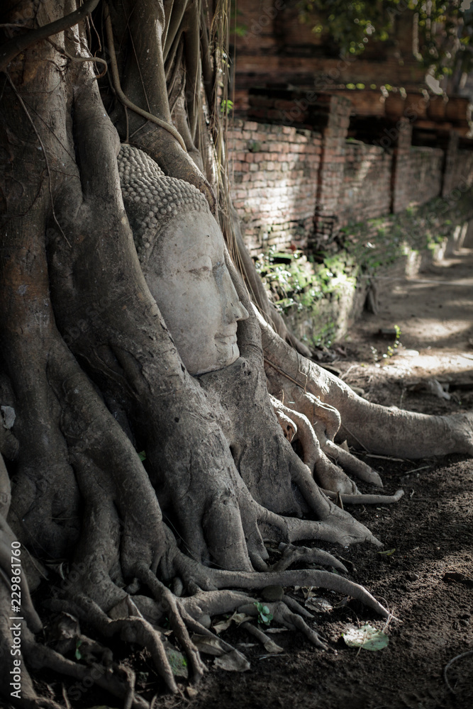 A stone head of Buddha in tree roots at Wat Mahathat temple, Ayutthaya, Thailand.