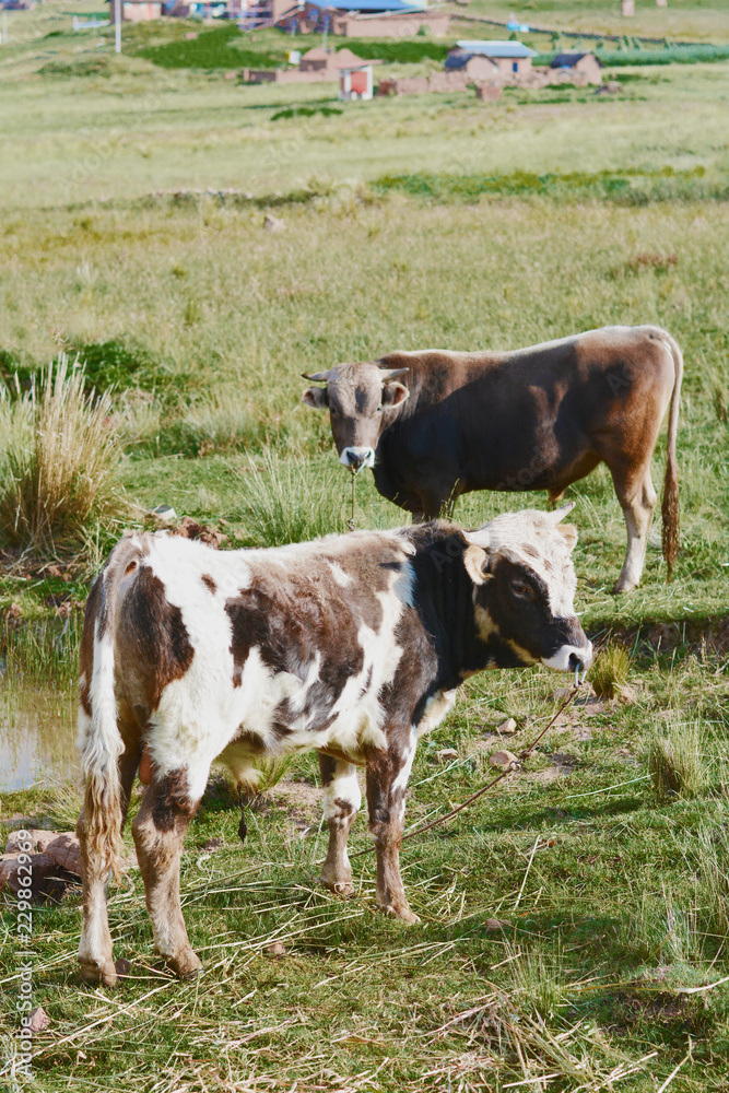 Bull on the meadow. Rural landscape in the background. Bull on the meadow. Rural landscape in the background.