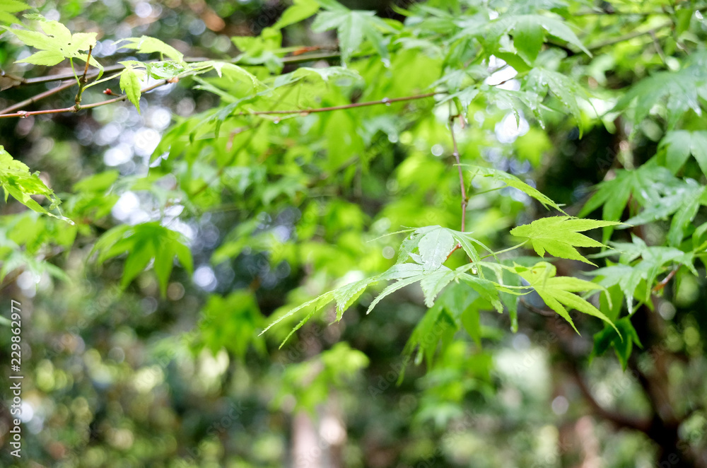 green nature green nature