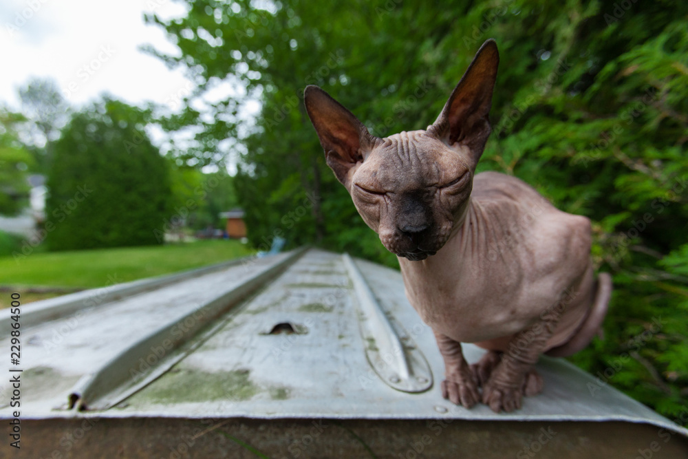 Sphynx cat is enjoying the warmth of a summer day with its eyes closed while standing on a reversed aluminum paddle boat - With trees and green lawn in the background